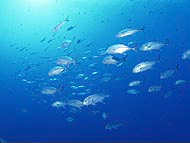 PHOTO 01 : ����Һ&��ζƷ