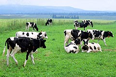 PHOTO : ��������