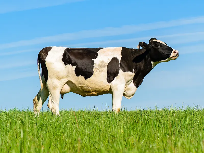 家畜用飼料「ニュー・ハイコロイカル・U」